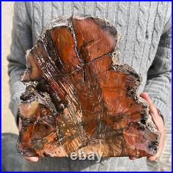 19.3lb Rare Natural petrified wood rough Wood fossil mineral specimen healing 19.3lb Rare Natural petrified wood rough Wood fossil mineral specimen healing