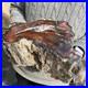 19_3lb_Rare_Natural_petrified_wood_rough_Wood_fossil_mineral_specimen_healing_01_iwoa