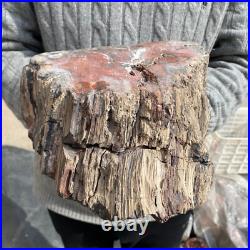 19.3lb Rare Natural petrified wood rough Wood fossil mineral specimen healing 19.3lb Rare Natural petrified wood rough Wood fossil mineral specimen healing