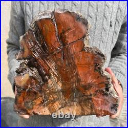 19.3lb Rare Natural petrified wood rough Wood fossil mineral specimen healing 19.3lb Rare Natural petrified wood rough Wood fossil mineral specimen healing