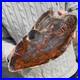 19_9lb_Rare_Natural_petrified_wood_rough_Wood_fossil_mineral_specimen_healing_01_mm