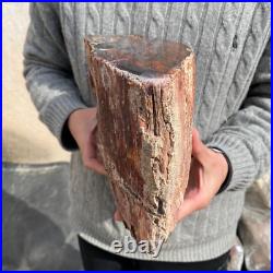 19.9lb Rare Natural petrified wood rough Wood fossil mineral specimen healing 19.9lb Rare Natural petrified wood rough Wood fossil mineral specimen healing