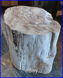 19 H amazing petrified wood stool fully polished white yellow brown accents