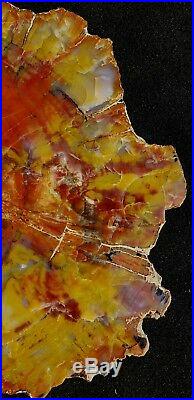 19 Quality Fossil Petrified Wood Round Arizona Chinle Red Yellow Purple