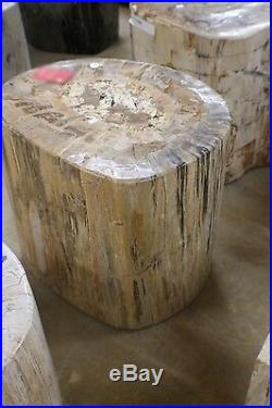 19 W amazing petrified wood stool full polish white yellow spectacular cut