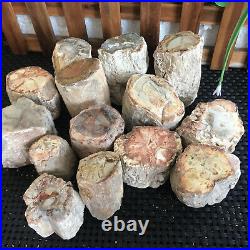 1.3kg 14pcs Beautiful Polished Petrified Wood Crystal Slice Madagascar mt991