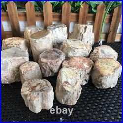 1.3kg 14pcs Beautiful Polished Petrified Wood Crystal Slice Madagascar mt991