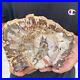 1_3lb_Rare_Natural_petrified_wood_rough_Wood_fossil_mineral_specimen_healing_01_gfpp