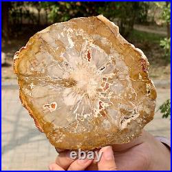 1.49LB Natural Petrified Wood Slab Fossilized Wood Slice Crystal Gem Specimen
