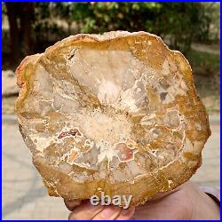 1.49LB Natural Petrified Wood Slab Fossilized Wood Slice Crystal Gem Specimen