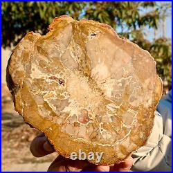 1.60LB Natural Petrified Wood Slab Fossilized Wood Slice Crystal Gem Specimen