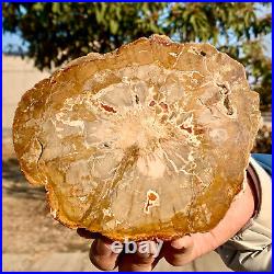 1.60LB Natural Petrified Wood Slab Fossilized Wood Slice Crystal Gem Specimen
