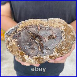 1.6lb Rare Natural petrified wood rough Wood fossil mineral specimen healing 1.6lb Rare Natural petrified wood rough Wood fossil mineral specimen healing