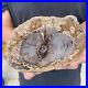 1_6lb_Rare_Natural_petrified_wood_rough_Wood_fossil_mineral_specimen_healing_01_osx