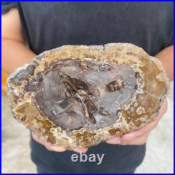 1.6lb Rare Natural petrified wood rough Wood fossil mineral specimen healing 1.6lb Rare Natural petrified wood rough Wood fossil mineral specimen healing