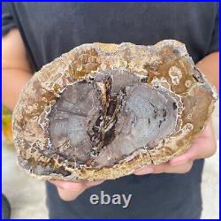 1.6lb Rare Natural petrified wood rough Wood fossil mineral specimen healing 1.6lb Rare Natural petrified wood rough Wood fossil mineral specimen healing