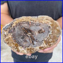 1.6lb Rare Natural petrified wood rough Wood fossil mineral specimen healing 1.6lb Rare Natural petrified wood rough Wood fossil mineral specimen healing