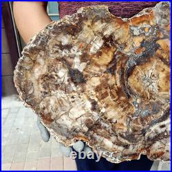 2014lb Rare Big PETRIFIED WOOD FOSSIL Agate Slice Display Madagascar H636