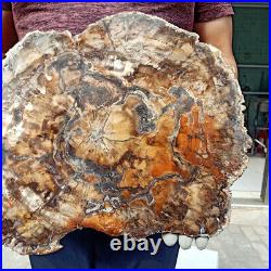 2014lb Rare Big PETRIFIED WOOD FOSSIL Agate Slice Display Madagascar H636