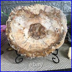 2070g Natural Petrified Wood Fossil Crystal Polished Slice Specimen gg9194