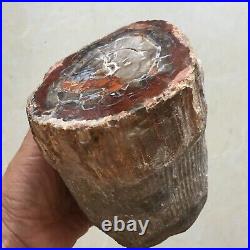 2079g Natural Petrified Wood Fossil Crystal Segment Specimen Madagascar 568