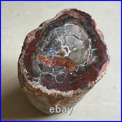 2079g Natural Petrified Wood Fossil Crystal Segment Specimen Madagascar 568