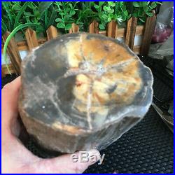 2080g Beautiful Polished Petrified Wood Fossil Crystal Slice Madagascar ms721