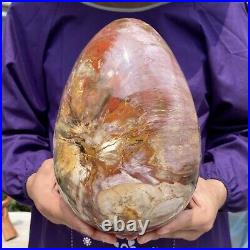 20.28LB Large Amazing Natural Petrified Wood Fossil Stone Egg Crystal Healing