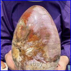 20.28LB Large Amazing Natural Petrified Wood Fossil Stone Egg Crystal Healing