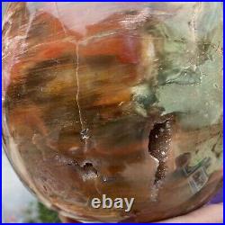 20.28LB Large Amazing Natural Petrified Wood Fossil Stone Egg Crystal Healing