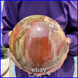 20.28LB Large Amazing Natural Petrified Wood Fossil Stone Egg Crystal Healing