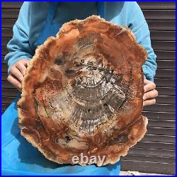 20.41LB Natural Petrified Wood Fossil Crystal Polished Slices Healing HH8