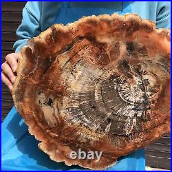 20.41LB Natural Petrified Wood Fossil Crystal Polished Slices Healing HH8