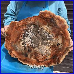 20.41LB Natural petrified wood fossil crystal polished Madagascar