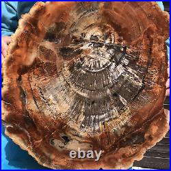 20.41LB Natural petrified wood fossil crystal polished Madagascar