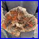 20_4lb_Rare_Natural_petrified_wood_rough_Wood_fossil_mineral_specimen_healing_01_oqgl