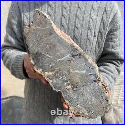 20.4lb Rare Natural petrified wood rough Wood fossil mineral specimen healing 20.4lb Rare Natural petrified wood rough Wood fossil mineral specimen healing