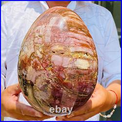 20.86lb Beautiful Large Petrified Wood Fossil Egg Crystal Home Decor Specimen