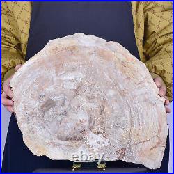 20.96LB Natural Petrified Wood Slab Fossilized Wood Slice Crystal Gem Specimen