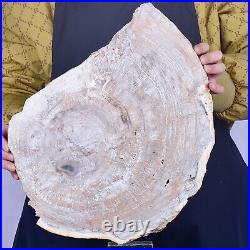 20.96LB Natural Petrified Wood Slab Fossilized Wood Slice Crystal Gem Specimen
