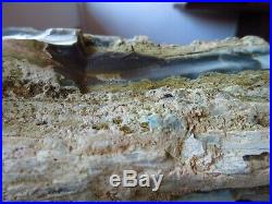20lb Blue Opalized Petrified Wood Log from Indonesia