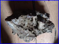20lb Rare Natural petrified wood rough Wood fossil mineral