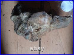 20lb Rare Natural petrified wood rough Wood fossil mineral
