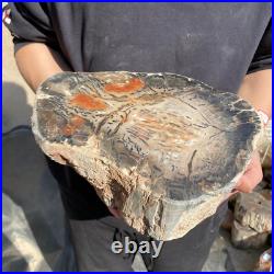 20lb Rare Natural petrified wood rough Wood fossil mineral specimen healing 20lb Rare Natural petrified wood rough Wood fossil mineral specimen healing