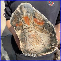 20lb Rare Natural petrified wood rough Wood fossil mineral specimen healing 20lb Rare Natural petrified wood rough Wood fossil mineral specimen healing