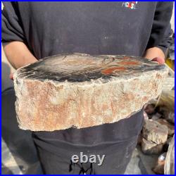 20lb Rare Natural petrified wood rough Wood fossil mineral specimen healing 20lb Rare Natural petrified wood rough Wood fossil mineral specimen healing