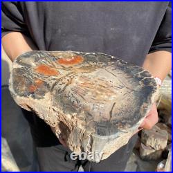 20lb Rare Natural petrified wood rough Wood fossil mineral specimen healing 20lb Rare Natural petrified wood rough Wood fossil mineral specimen healing