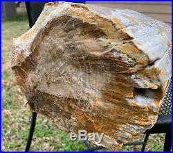 20x9 Texas Petrified Wood Full Round Log Agatized Opalized Tropical Tree Yegua