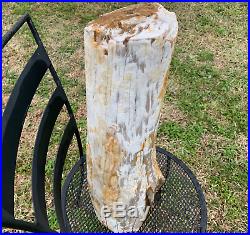 20x9 Texas Petrified Wood Full Round Log Agatized Opalized Tropical Tree Yegua