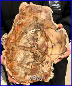 2137g COLORFUL RAINBOW FANTASTIC Madagascar Petrified Wood Round Slab Bark #DMH6